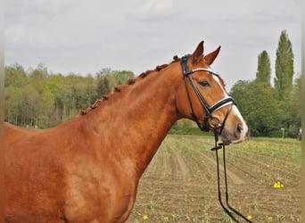 Koń oldenburski, Klacz, 10 lat, 167 cm, Kasztanowata