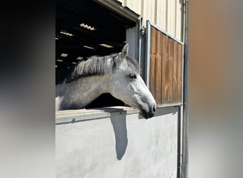 Koń oldenburski, Klacz, 10 lat, 168 cm, Siwa