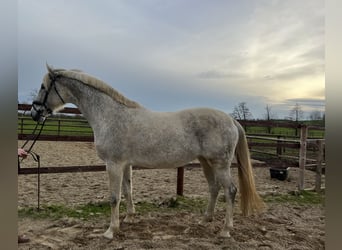 Koń oldenburski, Klacz, 10 lat, 168 cm, Siwa w hreczce