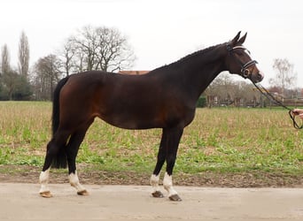 Koń oldenburski, Klacz, 10 lat, 169 cm, Ciemnogniada