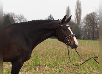 Koń oldenburski, Klacz, 10 lat, 169 cm, Ciemnogniada