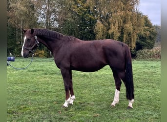 Koń oldenburski, Klacz, 10 lat, 169 cm, Ciemnokasztanowata