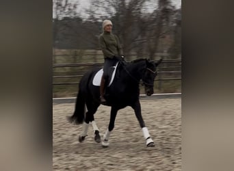 Koń oldenburski, Klacz, 10 lat, 169 cm, Kara