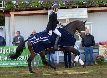 Koń oldenburski, Klacz, 10 lat, 170 cm, Ciemnogniada