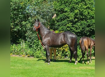 Koń oldenburski, Klacz, 10 lat, 170 cm, Skarogniada