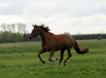 Koń oldenburski, Klacz, 10 lat, 172 cm, Ciemnokasztanowata