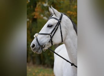 Koń oldenburski, Klacz, 10 lat, 178 cm, Siwa