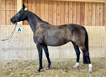 Koń oldenburski, Klacz, 11 lat, 162 cm