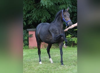 Koń oldenburski, Klacz, 11 lat, 164 cm, Ciemnogniada