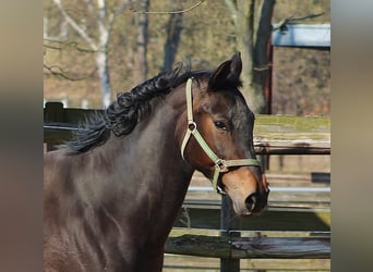 Koń oldenburski, Klacz, 11 lat, 166 cm, Ciemnogniada