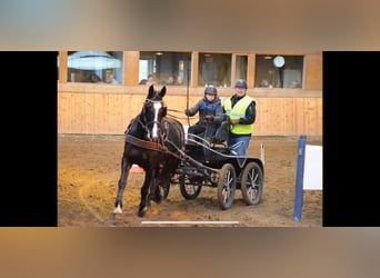 Koń oldenburski, Klacz, 11 lat, 166 cm, Kara