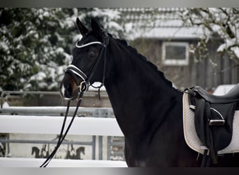 Koń oldenburski, Klacz, 11 lat, 166 cm, Skarogniada