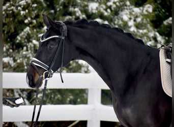Koń oldenburski, Klacz, 11 lat, 166 cm, Skarogniada
