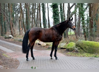 Koń oldenburski, Klacz, 11 lat, 167 cm, Gniada