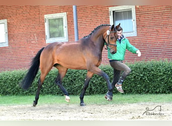 Koń oldenburski, Klacz, 11 lat, 167 cm, Gniada