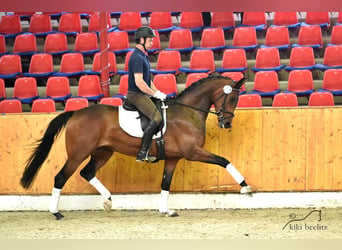 Koń oldenburski, Klacz, 11 lat, 167 cm, Gniada