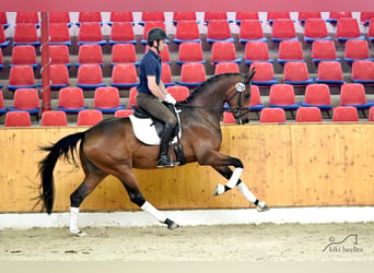 Koń oldenburski, Klacz, 11 lat, 167 cm, Gniada