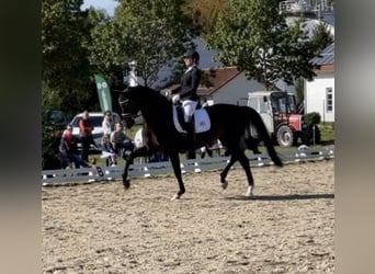 Koń oldenburski, Klacz, 11 lat, 167 cm, Skarogniada