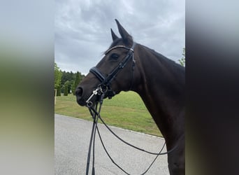 Koń oldenburski, Klacz, 11 lat, 167 cm, Skarogniada