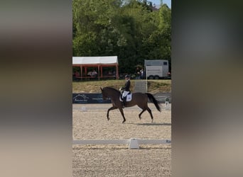 Koń oldenburski, Klacz, 11 lat, 167 cm, Skarogniada