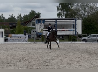 Koń oldenburski, Klacz, 11 lat, 167 cm, Skarogniada