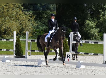 Koń oldenburski, Klacz, 11 lat, 167 cm, Skarogniada