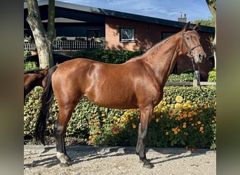 Koń oldenburski, Klacz, 11 lat, 168 cm, Gniada