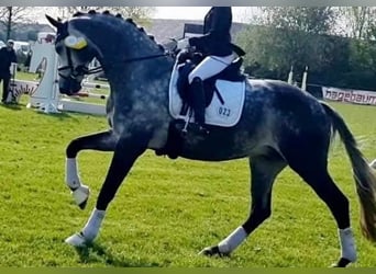 Koń oldenburski, Klacz, 11 lat, 168 cm, Siwa