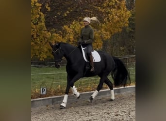 Koń oldenburski, Klacz, 11 lat, 169 cm, Kara