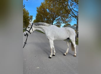 Koń oldenburski, Klacz, 11 lat, 169 cm, Siwa