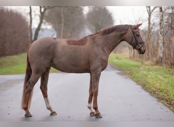 Koń oldenburski, Klacz, 11 lat, 170 cm, Ciemnokasztanowata