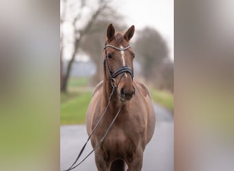 Koń oldenburski, Klacz, 11 lat, 170 cm, Ciemnokasztanowata