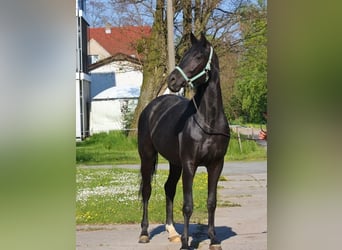 Koń oldenburski, Klacz, 11 lat, 170 cm, Kara