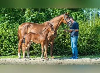 Koń oldenburski, Klacz, 11 lat, 170 cm, Kasztanowata