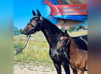 Koń oldenburski, Klacz, 11 lat, 172 cm, Ciemnogniada