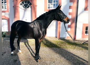 Koń oldenburski, Klacz, 11 lat, 172 cm, Ciemnogniada