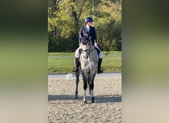 Koń oldenburski, Klacz, 11 lat, 173 cm, Siwa