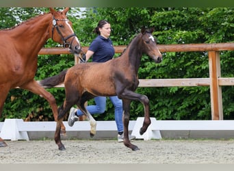 Koń oldenburski, Klacz, 11 lat, 175 cm, Kasztanowata