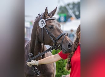 Koń oldenburski, Klacz, 12 lat, 152 cm, Skarogniada