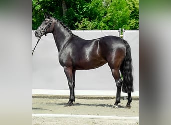 Koń oldenburski, Klacz, 12 lat, 163 cm, Kara
