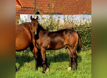 Koń oldenburski, Klacz, 12 lat, 165 cm, Gniada