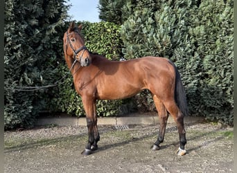 Koń oldenburski, Klacz, 12 lat, 165 cm, Gniada