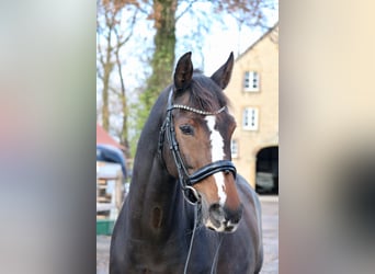 Koń oldenburski, Klacz, 12 lat, 166 cm, Gniada