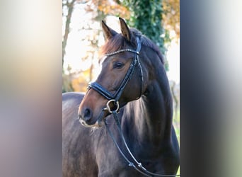 Koń oldenburski, Klacz, 12 lat, 166 cm, Gniada