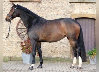 Koń oldenburski, Klacz, 12 lat, 166 cm, Gniada