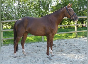 Koń oldenburski, Klacz, 12 lat, 167 cm, Ciemnokasztanowata