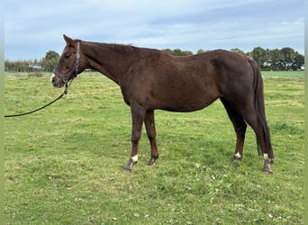 Koń oldenburski, Klacz, 12 lat, 168 cm, Ciemnokasztanowata