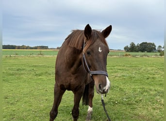 Koń oldenburski, Klacz, 12 lat, 168 cm, Ciemnokasztanowata