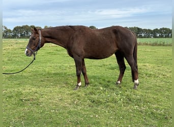 Koń oldenburski, Klacz, 12 lat, 168 cm, Ciemnokasztanowata