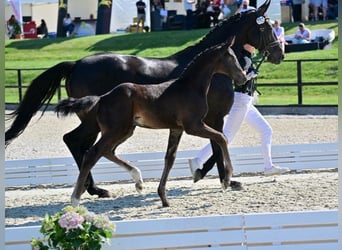 Koń oldenburski, Klacz, 12 lat, 170 cm, Kara